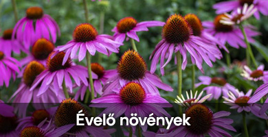 Évelő növények