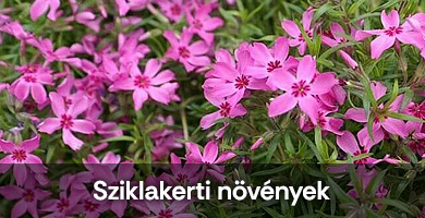 Sziklakerti növények