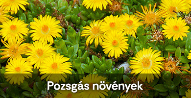 Pozsgás növények