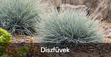 Díszfüvek
