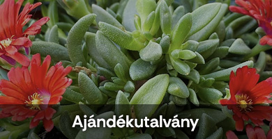 Ajándékutalvány
