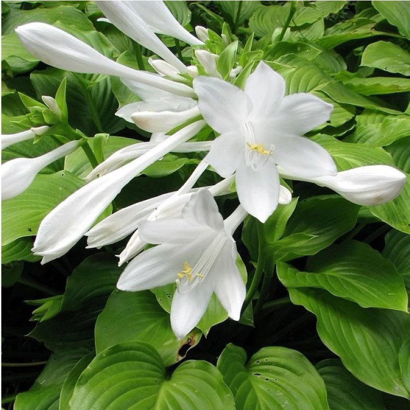 Hosta plantaginea 'Grandiflora' / Árnyékliliom