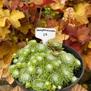 Sempervivum-27 / Kövirózsa