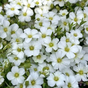 Arenaria montana 'Blizzard Compact' / Hegyi homokhúr