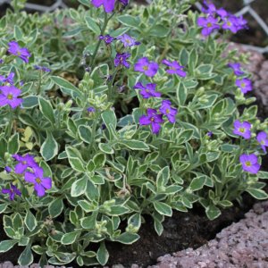Aubrieta 'Tauricola variegata' / Pázsitviola