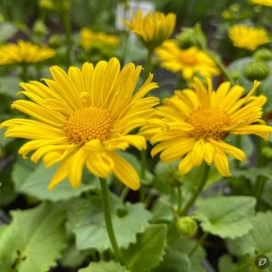 Doronicum orientale 'Leonardo Compact' / Kaukázusi zergevirág