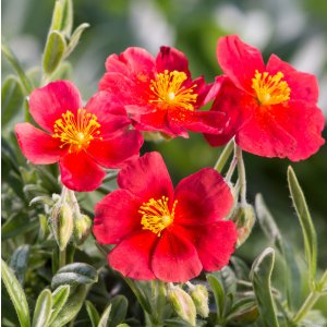 Helianthemum 'Red Dragon' / Napvirág