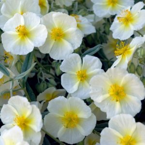 Helianthemum nummularium 'The Bride' / Napvirág