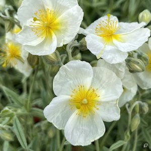 Helianthemum nummularium 'The Bride' / Napvirág