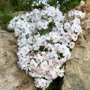 Phlox subulata 'Amazing Grace' / Árlevelű lángvirág
