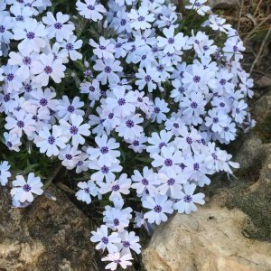 Phlox subulata 'Bavaria' / Árlevelű lángvirág