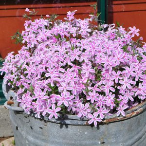 Phlox subulata 'Kimono pink white' / Árlevelű lángvirág
