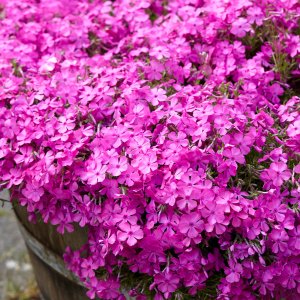 Phlox subulata 'McDaniels cushion' / Árlevelű lángvirág