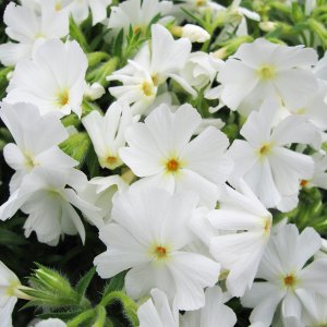 Phlox subulata 'Spring White' / Árlevelű lángvirág