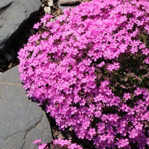 Phlox subulata 'Zwergenteppich' / Árlevelű lángvirág