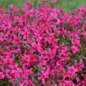 Phlox subulata 'Atropurpurea' / Árlevelű lángvirág