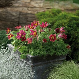 Pulsatilla vulgaris 'pinwheel dark red shades' / Nyugati kökörcsin