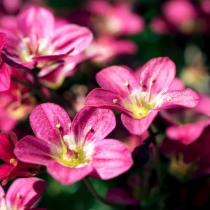 Saxifraga x arendsii 'Peter Pan' / Kőtörőfű