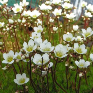Saxifraga x arendsii 'Weisser zwerg' / Kőtörőfű