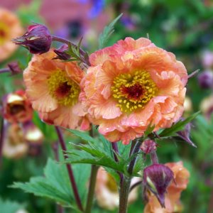 Geum coccineum 'Mai tai' / Gyömbérgyökér
