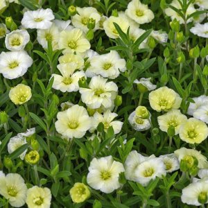 Arenaria montana 'Summer Lemon' / Hegyi homokhúr