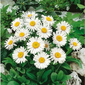 Aster alpinus 'Albus' / Havasi őszirózsa