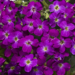 Aubrieta hybrida 'Axcent Violet' / Pázsitviola