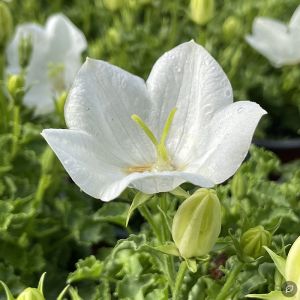 Campanula carpatica 'Carillon White' / Kárpáti harangvirág