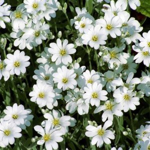 Cerastium tomentosum / Molyhos madárhúr
