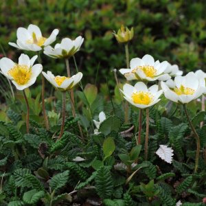 Dryas octopetala / Havasi magcsákó