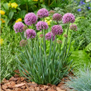Allium 'Little Saphire' / Mini díszhagyma