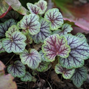 Heuchera micrantha 'Marvelous Marble' / Tűzeső