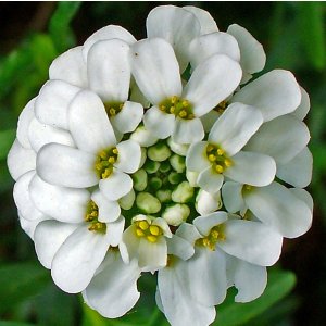 Iberis sempervirens 'White Out' / Örökzöld tatárvirág