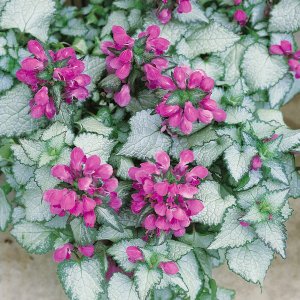 Lamium maculatum 'Beacon Silver' / Árvacsalán