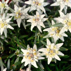 Leontopodium alpinum / Havasi gyopár