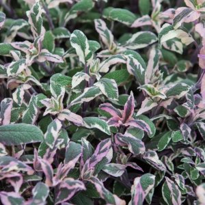 Salvia officinalis 'tricolor' / Orvosi zsálya