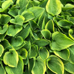 Hosta 'Fragrant Bouquet' / Árnyékliliom