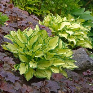 Hosta 'Gold Standard' / Árnyékliliom