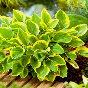 Hosta 'Golden Tiara' / Árnyékliliom