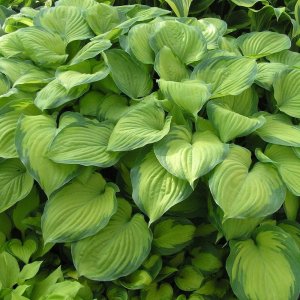 Hosta 'Guacamole' / Árnyékliliom