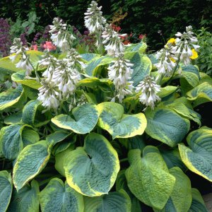 Hosta 'Frances Williams' / Árnyékliliom
