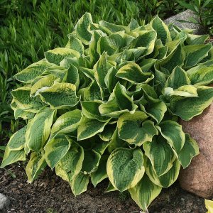 Hosta 'Wide Brim' / Árnyékliliom