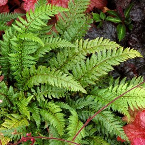 Polystichum 'Shiny Holly Fern' / Vesepáfrány