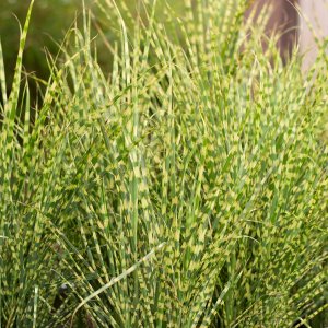Miscanthus chinensis 'Gold Breeze' / Kínai mini zebrafű