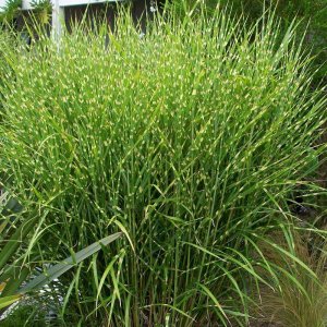 Miscanthus sinensis 'Zebrinus Strictus' / Zebrafű