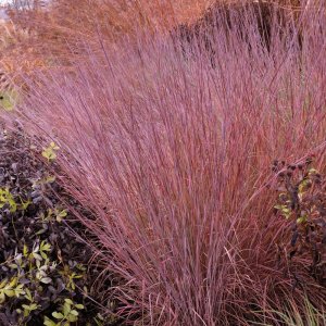 Schizachyrium scoparium js. 'Chameleon' / Seprűs csomósperje