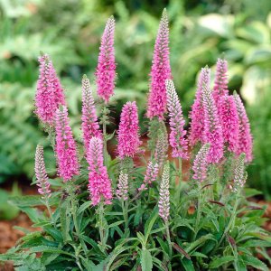 Veronica spicata 'Rosa zwerg / Macskafarkú Veronika