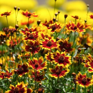 Corepsis grandiflora 'Andiamo Yellow Red' / Menyecskeszem