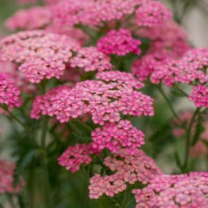 Achillea millefolium 'Cerise Queen' / Közönséges cickafark