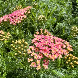 Achillea millefolium 'Lachsschöhnheit' / Közönséges cickafark